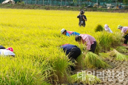 농진청, 수입쌀 비켜라…최고품질벼 개발
