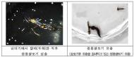 모기 천적 ‘광릉왕모기’ 사육기술 개발 성공