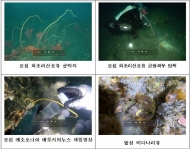 제주 바닷속에서 무척추동물 신종·미기록종 6종 발견