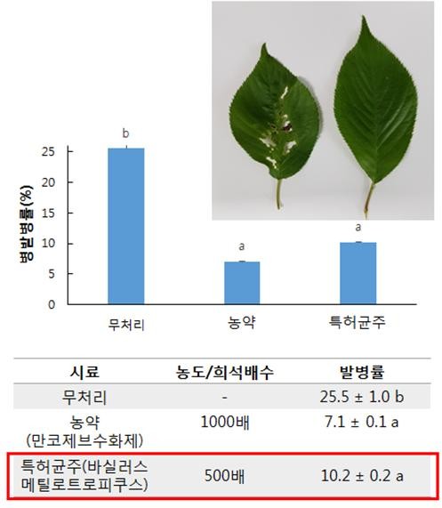 벚나무갈색무늬구멍병 발병률 조사결과