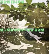 벚나무 식물병, 토양 자생 미생물로 치료한다