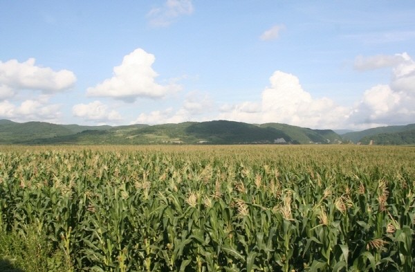 광동제약이 백두산 인근에서 계약재배 하고 있는 옥수수 농장 전경.