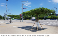 마포구, 폭염 막는 '친환경 그늘목’ 식재 대왕참나무