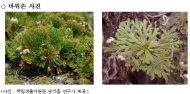 국립생물자원관, 자생식물 바위손의 유해 남조류 사멸 효과 발견