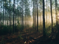 숲이 가진 기능성과 기능에 주목! 산사태 방지 및 공기 정화..자연을 활용하자!