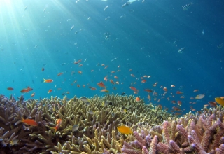 바다의 물고기들 감소, 도미노 효과로 암초도 死...우리가 기억해야할 것 "환경"
