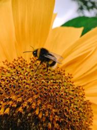 국내에서도 ‘꿀벌 집단 실종’ 사태 발생...원인은?