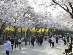 한국마사회 정기환 회장... 벚꽃 만개한 안전환경 최우선 점검