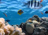 지속가능한 해양생태계 유지하기 위한 기업들의 행보에 눈길