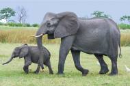 코끼리 똥으로 만든 종이, 어떻게 가능할까? ... 지구를 구하는 친환경 종이에 눈길!