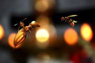 꿀을 위해서라면 뭐든지 하는 일본장수말벌의 위력