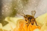 그린피스, 꿀벌 기생충 피해 관련 농림축산식품부 입장에 “기후 변화와 밀접 연관”