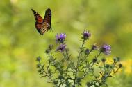 수분 매개체 나비, 기후변화로 멸종 위기 처해… 서식지 복구에 앞장서야 