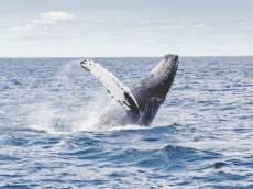 고래 탄소 포집 능력... 지구온난화 막을 만큼 엄청날까?