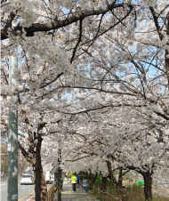 영등포구, 제18회 여의도 봄꽃 축제 개최