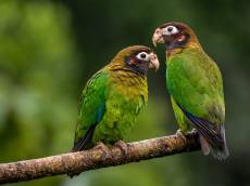 “야생동물 키우면 신고하세요” ...12월 14일부터 법 시행된다