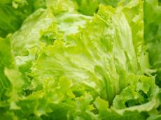 “양상추가 없어요”…대란 원인은 이상 기후