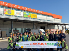 농협유통 하나로마트, 제주 서귀포에서 감귤 수확...