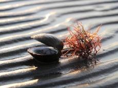 우리 바다를 지키는 약속, 올바른 해루질의 기준