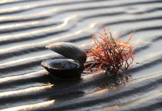 우리 바다를 지키는 약속, 올바른 해루질의 기준