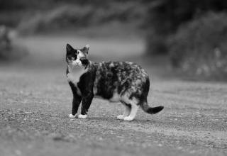 도시 위를 걷는 고양이, 인간은 어디까지 개입할 수 있을까