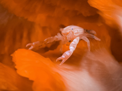 기후에너지환경부,  제주 서귀포 앞바다...  미기록종 무척추동물 발견