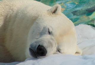 ‘얼지 않는 털의 비밀’…북극곰이 추위에 적응한 방법 