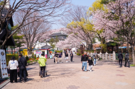 [현장 포토] 서울대공원, 사람과 초봄을 잇는 ... 시민들의 설레임 가득한 발길들이 찾는 쉼터 '봄꽃축제 명소'