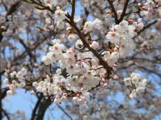 봄꽃보다 더 중요한 것…지속 가능한 축제 문화는 가능할까