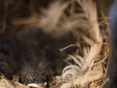 새들이 강아지 털 물어가는 이유는? 사실일까?