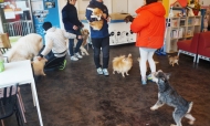 동물카페, 표준화된 지침이나 법규 없어 사각지대