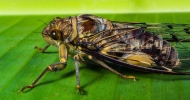“곤충들의 반란” 곤충 소재 의약품 특허출원 활발
