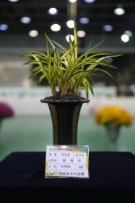 aT, ‘한국춘란 엽예품 전국대회’