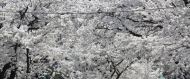 강남구, 양재천환경 벚꽃길 걷기 축제