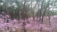 세종대왕유적관리소, 진달래 동산 특별 개방