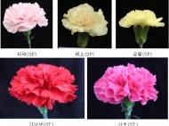 농진청 개발 환경카네이션 29품종…뜨거운 반응 얻어