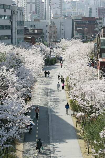 마포의 친환경공원이 다시 뛴다 경의선숲길 완공