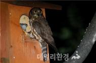 천연기념물 솔부엉이, 남산공원에 나타났다
