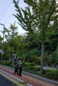 마포구, 10월까지 관내 은행나무 가로수 열매수거