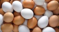 농식품부, 계란 생산기반 조기회복 위해 적극 환경지원