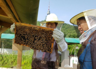 환경 지표종 꿀벌 관리할 '남산꿀벌지기' 모집