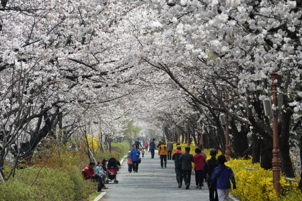 동대문구, 봄꽃환경축제... 부스 운영자 모집