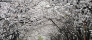 "영등포 여의도 봄꽃축제" 4월 1일 개막
