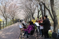성동구 송정마을, 친환경 벚꽃축제을 아시나요?