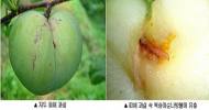 자두 과실 피해 주는 '복숭아순나방붙이' 5월이 방제 적기