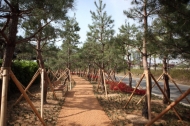 영등포구, ‘소나무숲길’ 산책로 조성