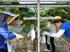 수도권매립지공사, 포도농가 일손돕기 ‘구슬땀’