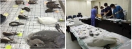 폐사한 흑산도·홍도 야생조류, 웨스트나일 바이러스 미검출