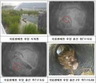 멸종위기 야생수달 새끼 2마리 출산