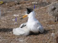 세계적 멸종위기 ‘뿔제비갈매기’ 2년 연속 국내 번식 성공